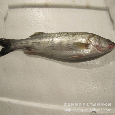 【供应鲈鱼/鲜活鱼类/水产鱼类/鱼类批发/冷藏鱼类【图】】价格,厂家,图片,鲜活/冷冻水产,青岛旺福鱼乡水产品-
